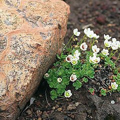 photo "Flower on the stones"