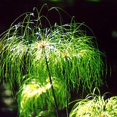 photo "Santosa Grass"