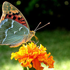 photo "Afternoon beauty"