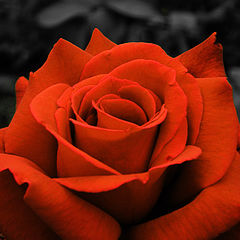 photo "red rose in black"