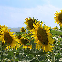 photo "Sunflower"