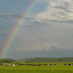 photo "Rainbow and cows"