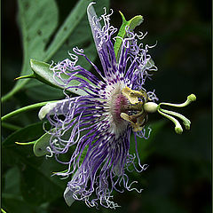 фото "Curly"