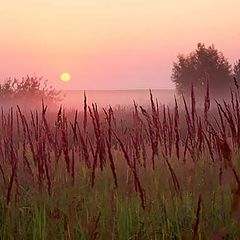 photo "July morning"