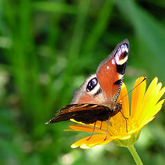 photo "Flower & The Butterfly 2"