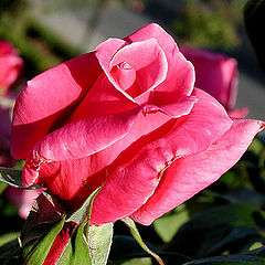 фото "Rose"