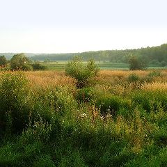 photo "Song about grasses."