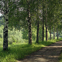 photo "Birch avenue"