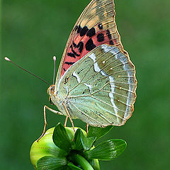 photo "Salmon colour on greens"