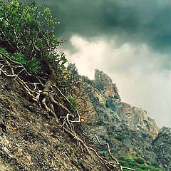 фото "Цепляясь корнями за горную кручу."