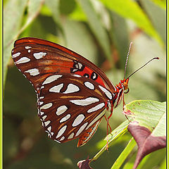 photo "Sip of Summer II"