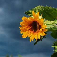 photo "sunflower"