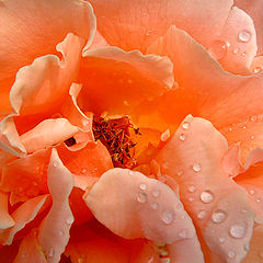 фото "" Only a Rose""