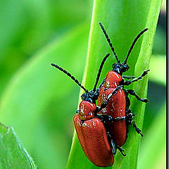 photo "Red beatles in love"