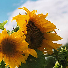 photo "Sunflowers"