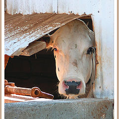 фото "peek-a-moo"