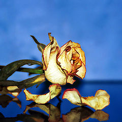 photo "@ Blue"