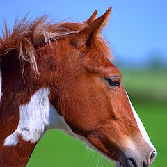 photo "Just a "Horse Portret""