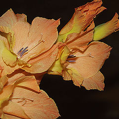 фото "gladiolus red-haired :)"