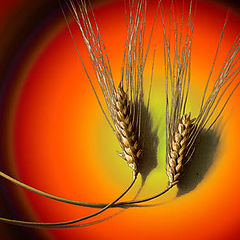 фото "Wheat"