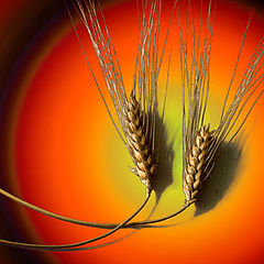 photo "Wheat"