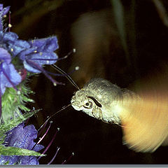 photo "Macroglosum stellatarum"