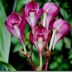 фото "Bifrenaria atropurpurea"