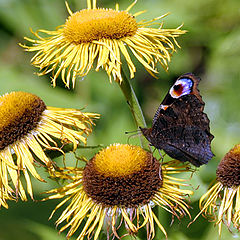 фото "summer colors"