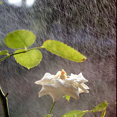 photo "Rose Rain"