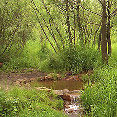 photo "At a stream"