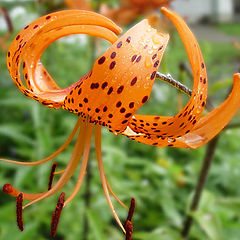 photo "Flower under a rain"