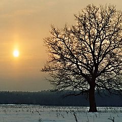 photo "Winter dawn"