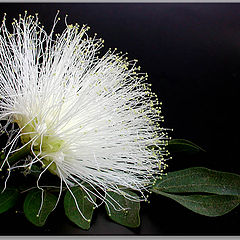 фото "White Sponge"