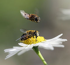 photo "May I join you?"