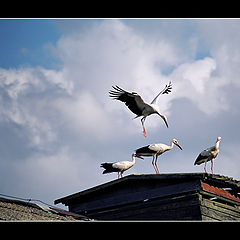 photo "Storks"