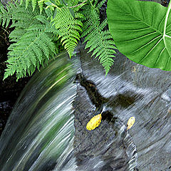 фото "Summer water"