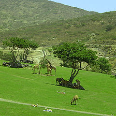 photo "How beautiful our Savanna is!"