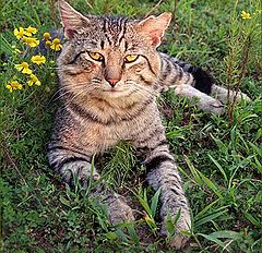 photo "Don`t Pick My Flowers..."