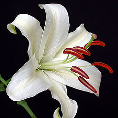 photo "White Lily"