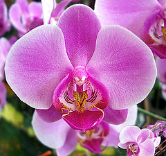 photo "Orchids"