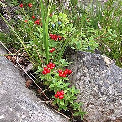 photo "Fruits of northern summer"