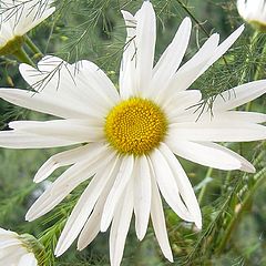 photo "Camomile"