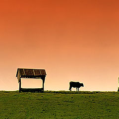 фото "Red fields"