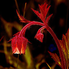 photo "Small lantern"