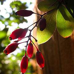 photo "Rubies in a garden"