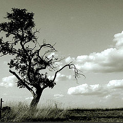 photo "tree, some clouds"