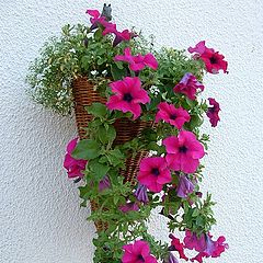 photo "Summer-flowers"