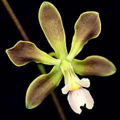 photo "Encyclia patens"