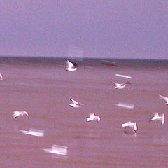 photo "Sea doves"