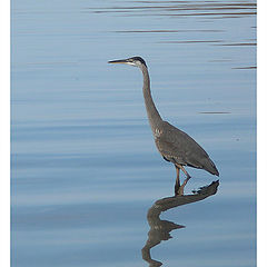 photo "Blue Heron in Blue"